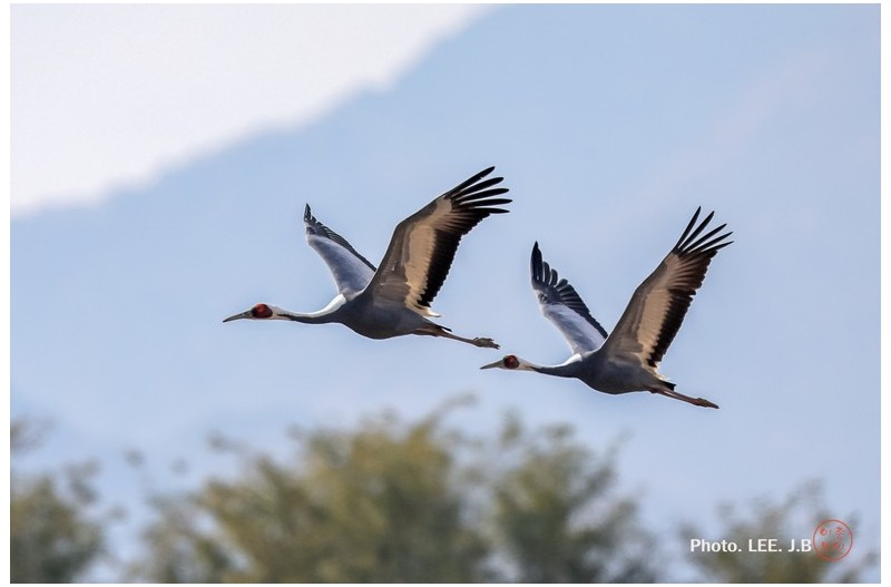 주남저수지 재두루미
