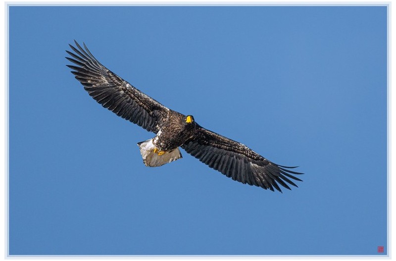 독수리대신 참수리