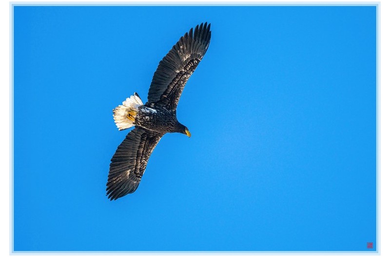 독수리식당에서