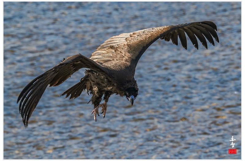 대머리독수리의 먹이 전쟁