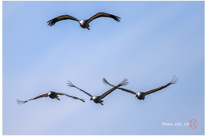 주남저수지 재두루미