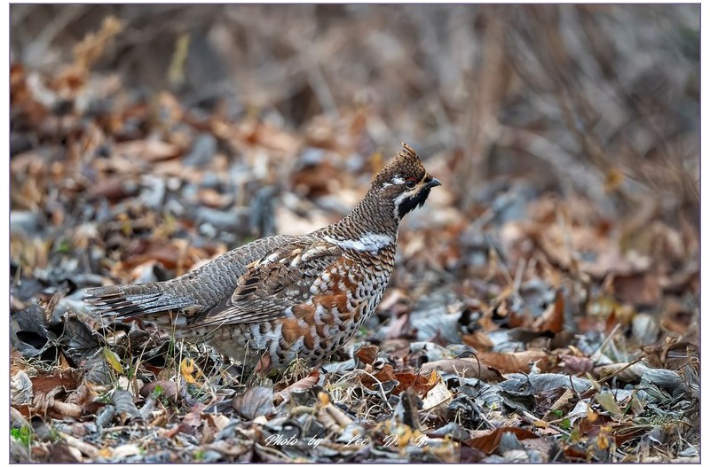 들꿩 (Hazel  Grouse)