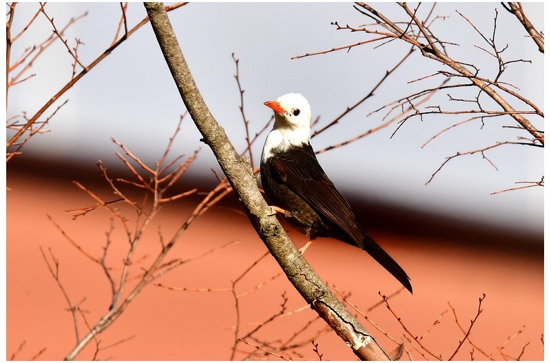 흰머리검은직박구리#2