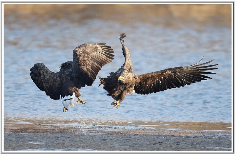 횐 꼬리 수리다툼