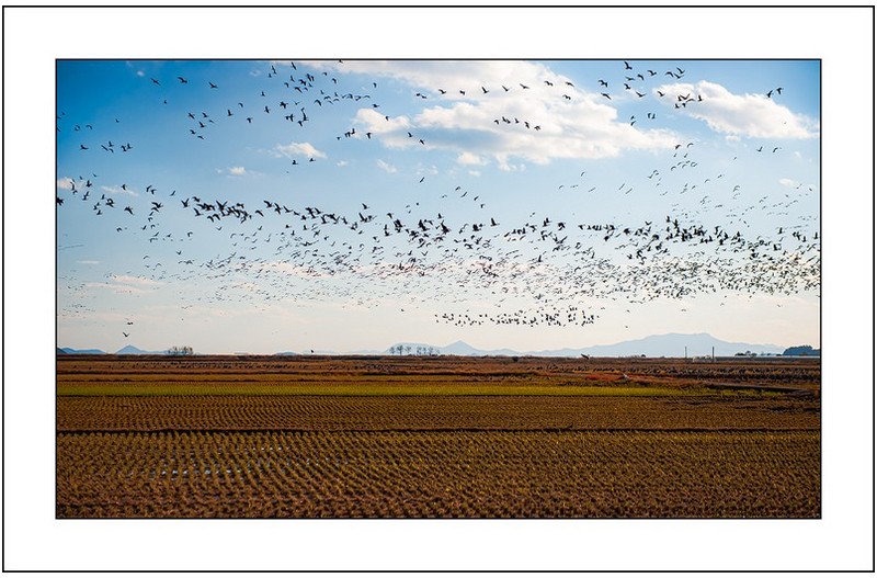 순천만의  하늘..