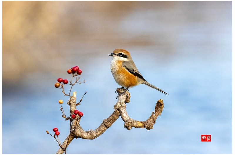 때까치와 물총새