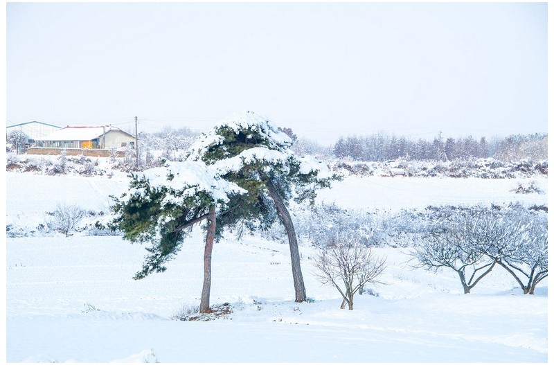 부부송 과 외딴집