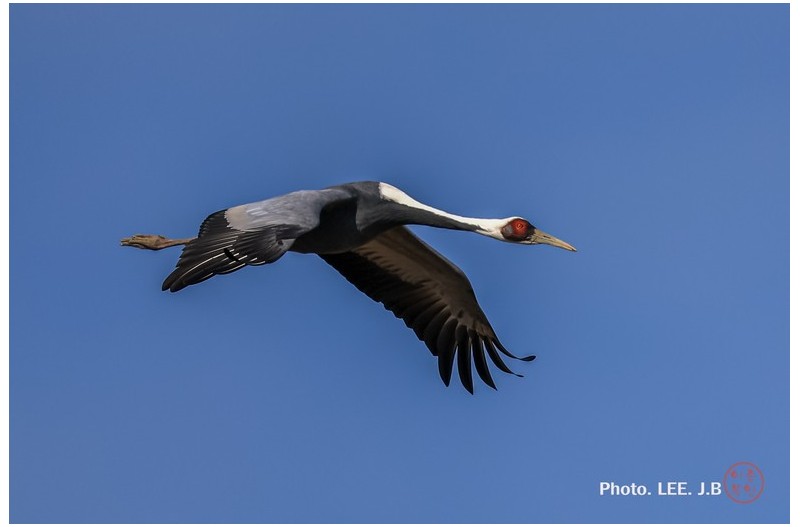 주남저수지 재두루미