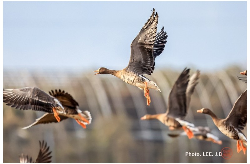 주남저수지 기러기