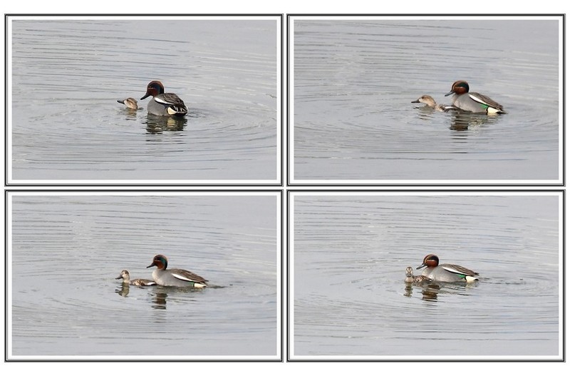 쇠 오리 짝짖기