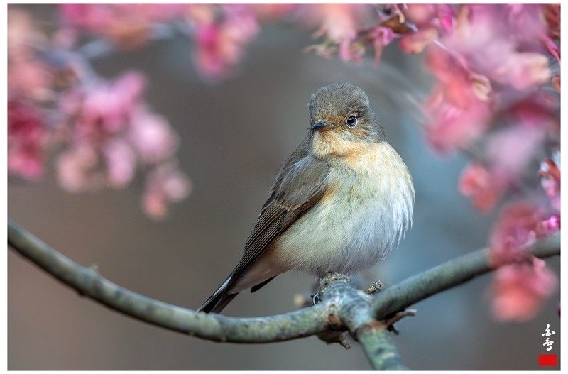 붉은가슴 흰꼬리딱새