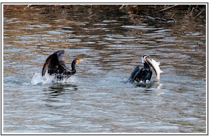 대어 잡은 가마 우지