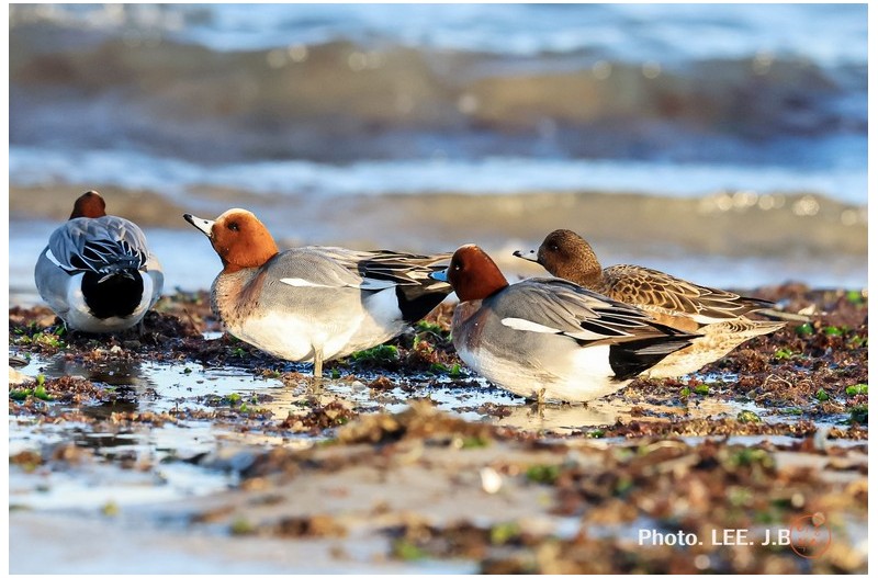물을 먹고 있는 홍머리오리