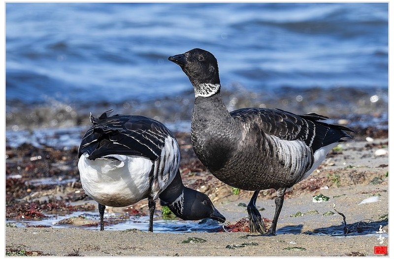 흑기러기 (멸종위기 야생생물 Ⅱ급)
