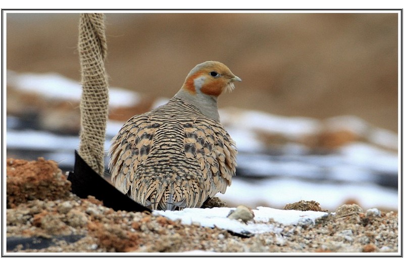 눈 밭 에 사막 꿩