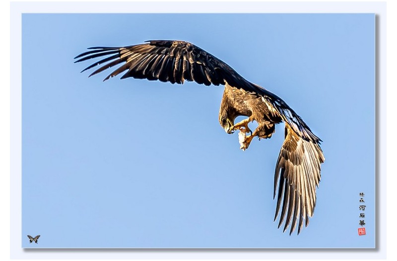 흰꼬리수리 공중식사