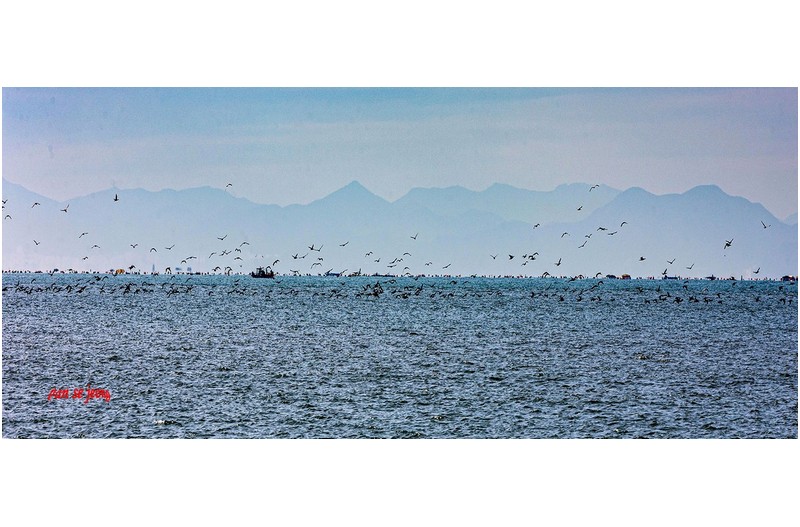 대대포바다 철새