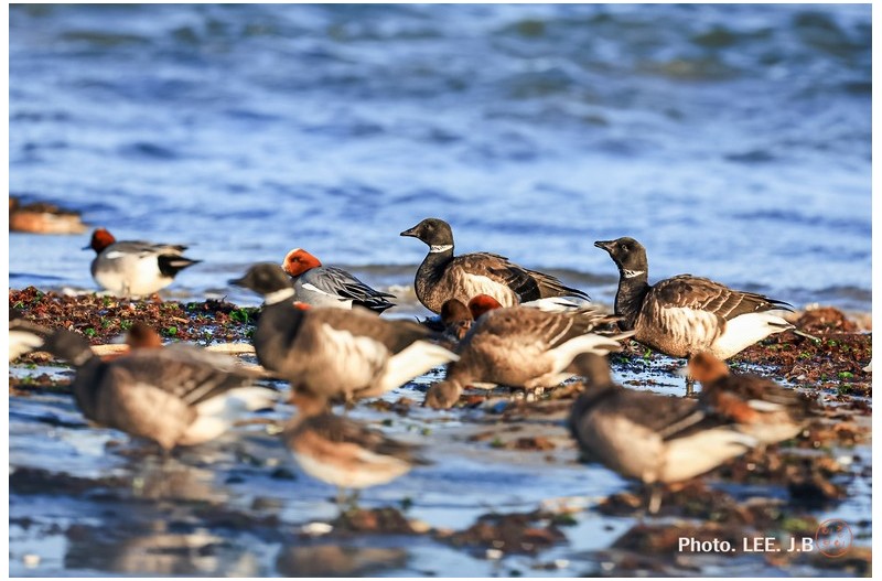 새들이 물 먹는 곳