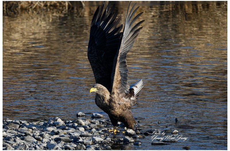 흰꼬리수리_도약