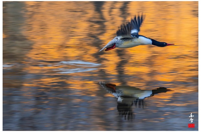 호사비오리 날샷 모음