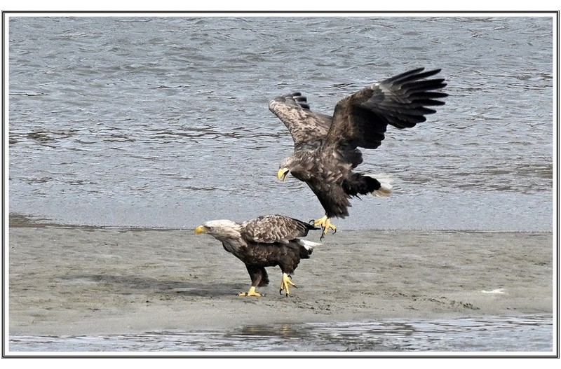 사랑이넘친짝짖기 횐 꼬리 수리