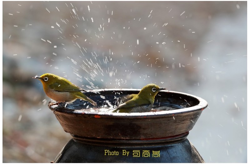 목욕하는 동박새