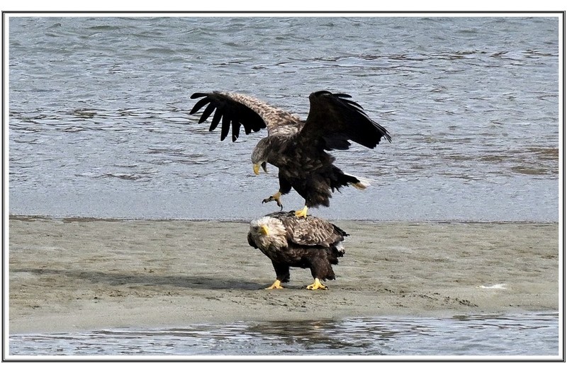 사랑이 넘친짝짖기 횐고리 수리  (.2 ).