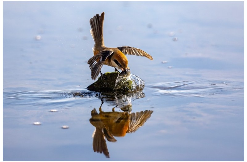 때까치 먹이사냥