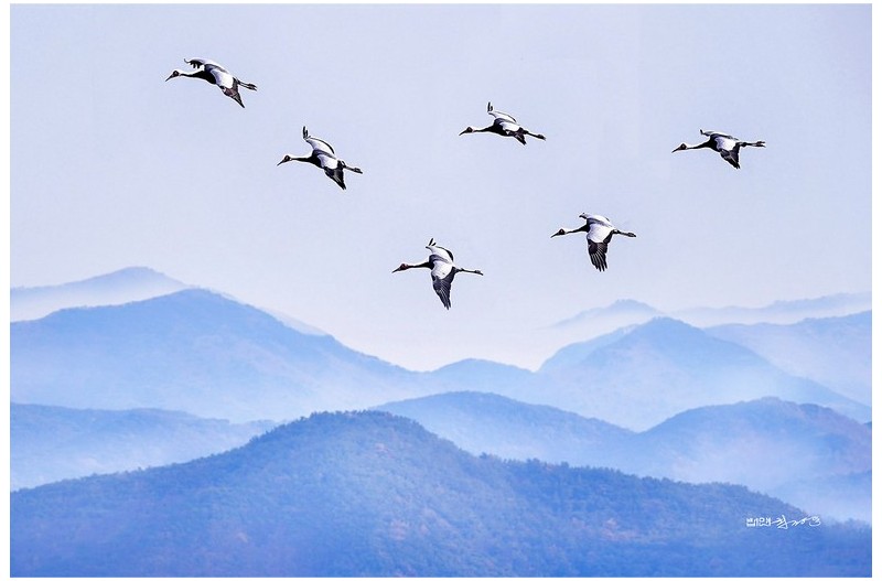 두루미 날다