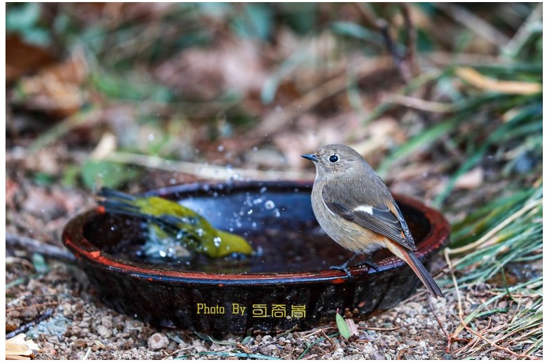 목욕하는 동박새