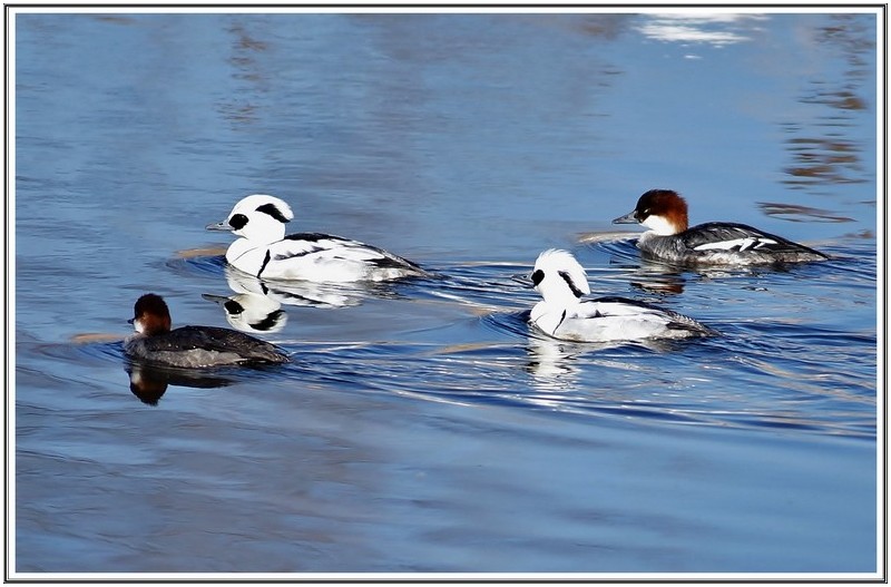 쌍쌍 인 횐 비오리