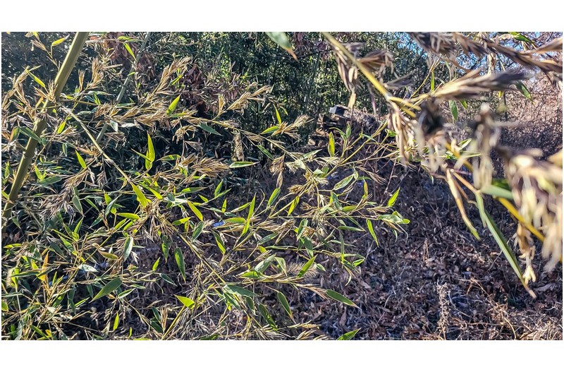 대나무꽃이 피면 국가적으로 큰 시련이 있다는 조상들의 경험담