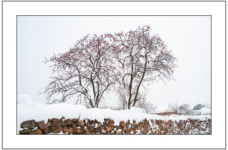 겨울속의 감나무...