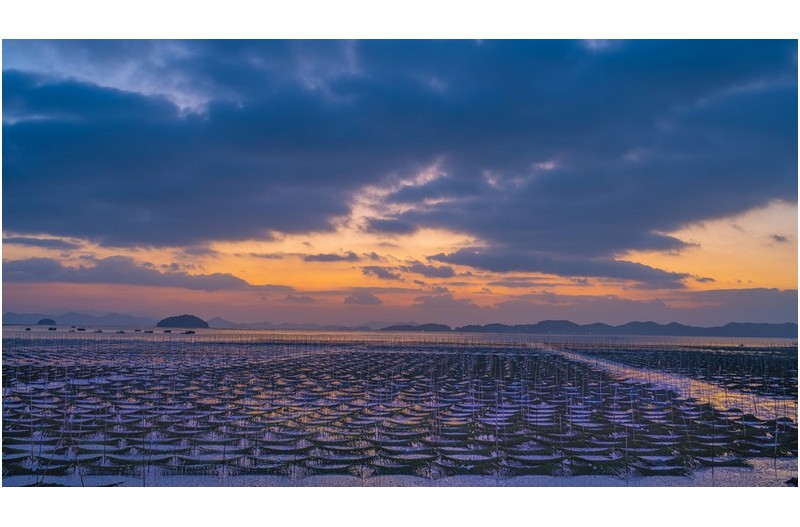 매생이 양식장 일출