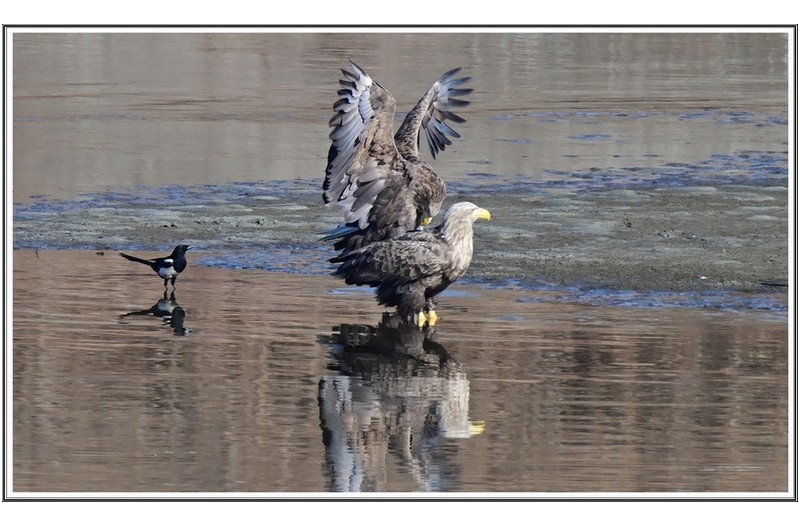 횐 꼬리 수리 ( 2 )