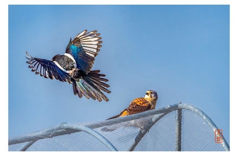 까치와 황조롱이