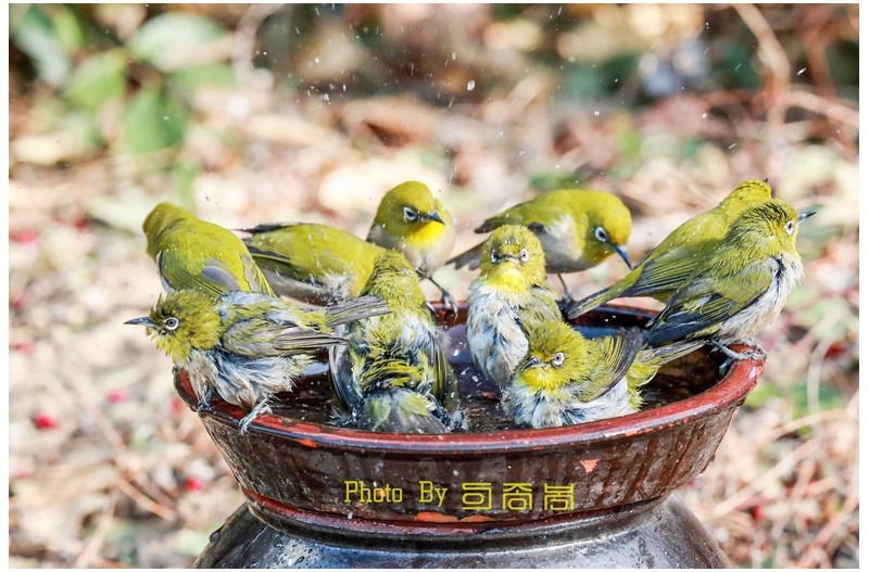 목욕하는 동박새