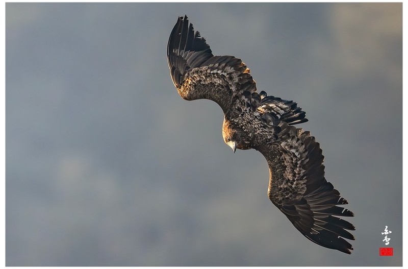 미세먼지속 흰꼬리의 force-1-