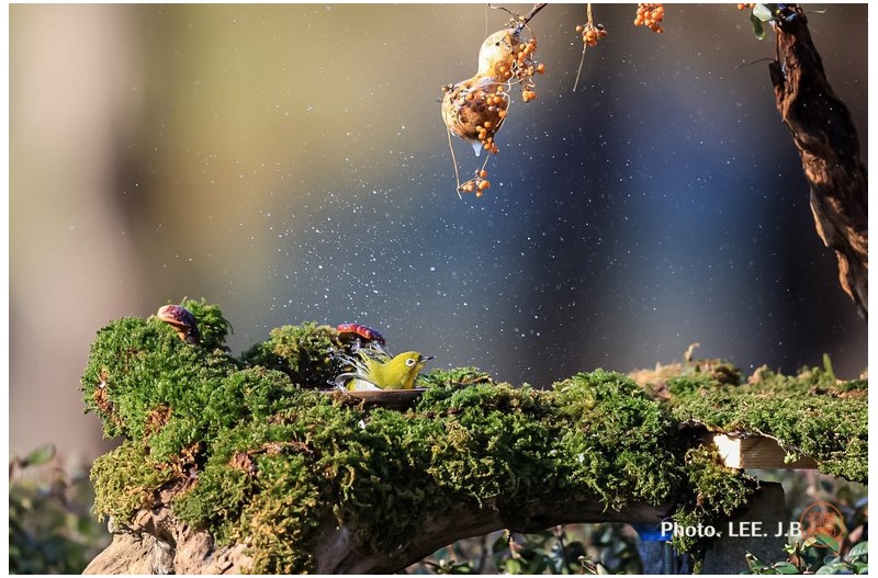 목욕하는 동박새