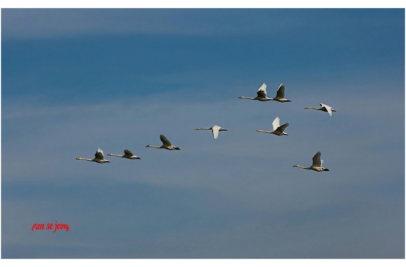 맑은 하늘의고니