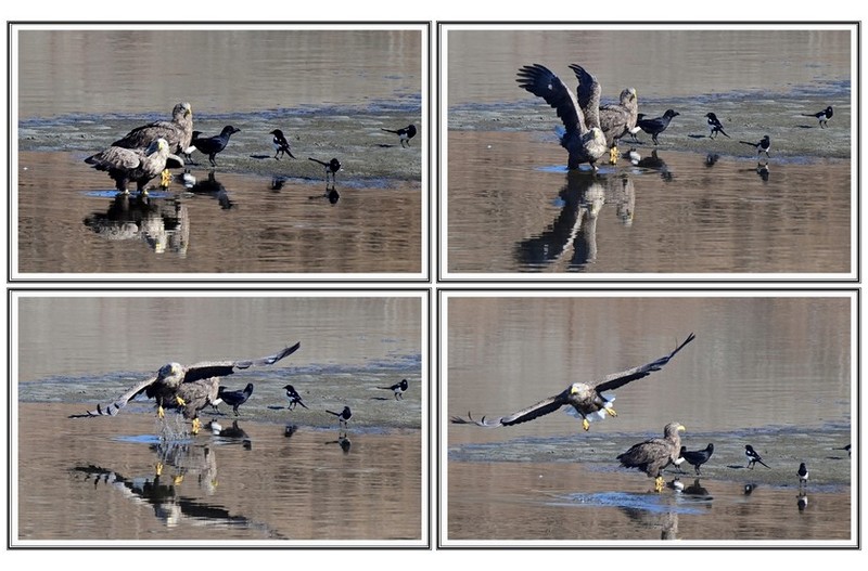 횐 꼬리 수리 외 등등