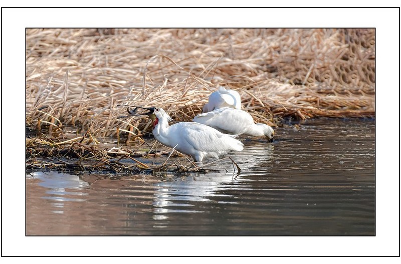 식사중인 노랑부리저어새...