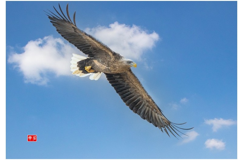 흰꼬리와 독수리