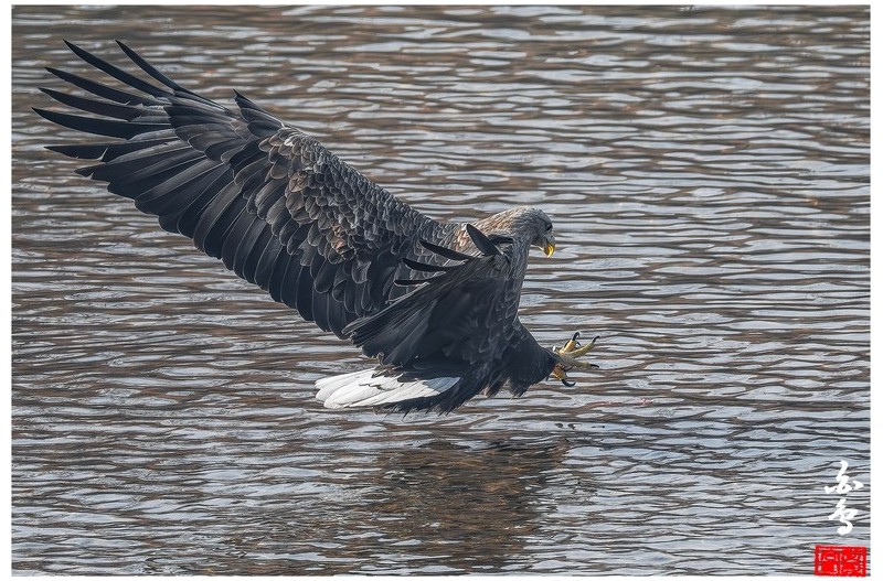 미세먼지속 흰꼬리의 force-2-