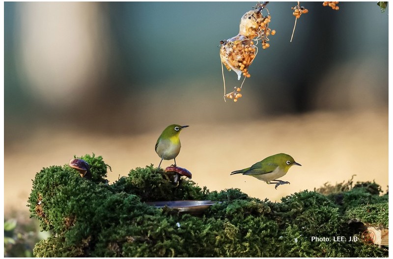 점프하는 동박새