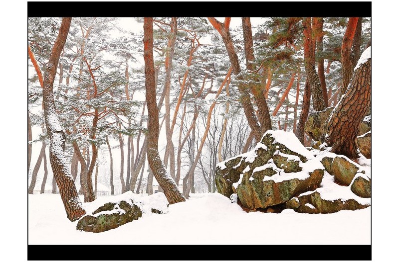 설송과 괴석
