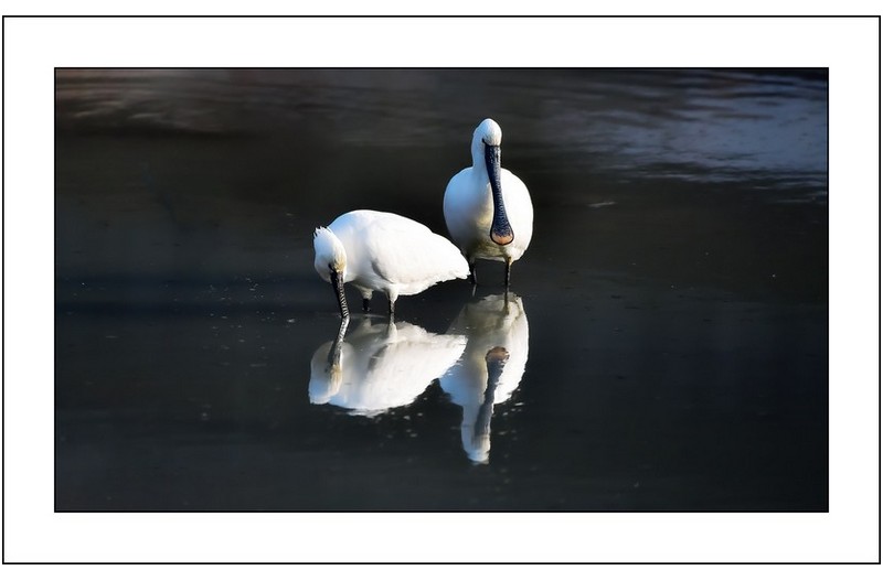 노랑부리저어새..