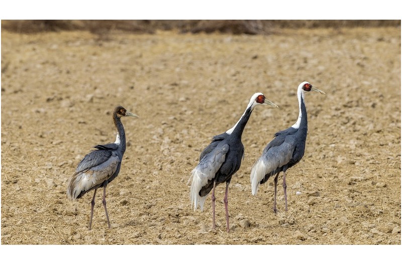 고향으로 출발하자