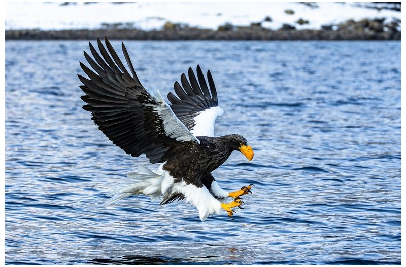 북해도  참수리