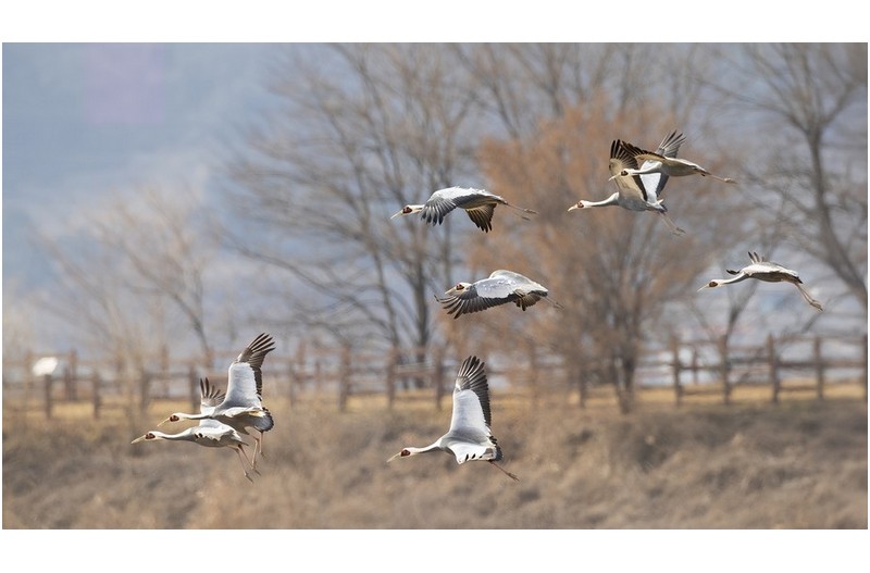 재두루미 고향갈 준비